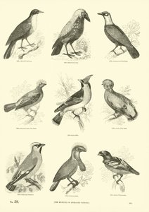 Side fra The Pictorial Museum of Animated Nature
