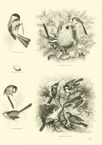 Side fra The Pictorial Museum of Animated Nature