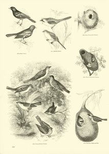 Side fra The Pictorial Museum of Animated Nature
