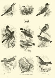 Side fra The Pictorial Museum of Animated Nature