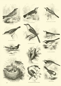 Side fra The Pictorial Museum of Animated Nature