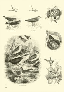 Side fra The Pictorial Museum of Animated Nature