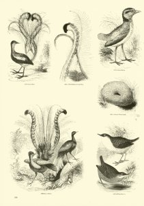 Side fra The Pictorial Museum of Animated Nature av English School