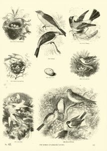 Side fra The Pictorial Museum of Animated Nature