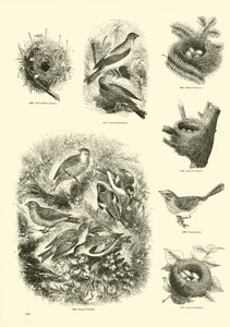 Side fra The Pictorial Museum of Animated Nature