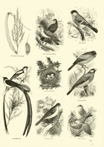 Side fra The Pictorial Museum of Animated Nature av English School