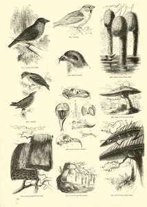 Side fra The Pictorial Museum of Animated Nature