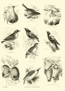 Side fra The Pictorial Museum of Animated Nature