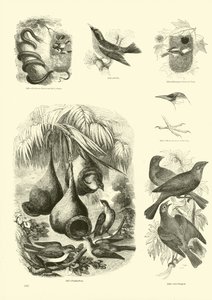 Side fra The Pictorial Museum of Animated Nature