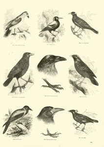 Side fra The Pictorial Museum of Animated Nature