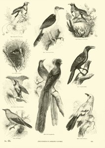 Side fra The Pictorial Museum of Animated Nature