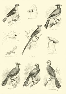 Side fra The Pictorial Museum of Animated Nature