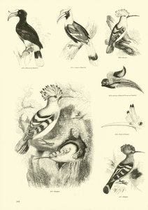 Side fra The Pictorial Museum of Animated Nature