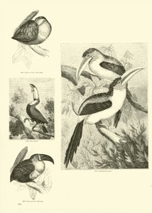 Side fra The Pictorial Museum of Animated Nature