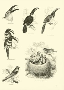 Side fra The Pictorial Museum of Animated Nature