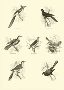 Side fra The Pictorial Museum of Animated Nature