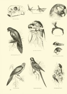Side fra The Pictorial Museum of Animated Nature