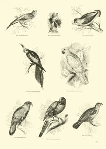 Side fra The Pictorial Museum of Animated Nature