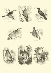 Side fra The Pictorial Museum of Animated Nature