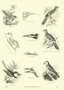 Side fra The Pictorial Museum of Animated Nature av English School