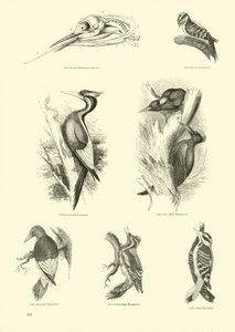 Side fra The Pictorial Museum of Animated Nature