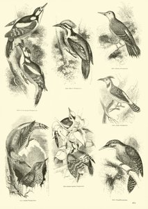 Side fra The Pictorial Museum of Animated Nature