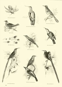 Side fra The Pictorial Museum of Animated Nature av English School