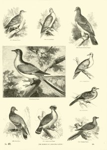 Side fra The Pictorial Museum of Animated Nature