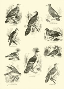 Side fra The Pictorial Museum of Animated Nature