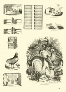 Side fra The Pictorial Museum of Animated Nature