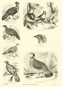Side fra The Pictorial Museum of Animated Nature
