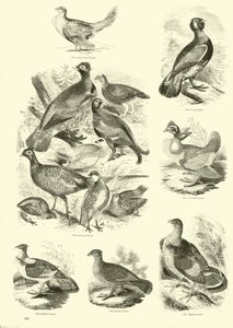 Side fra The Pictorial Museum of Animated Nature