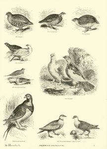 Side fra The Pictorial Museum of Animated Nature