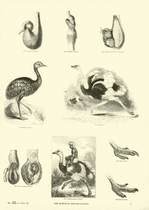 Side fra The Pictorial Museum of Animated Nature