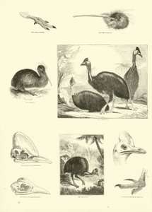 Side fra The Pictorial Museum of Animated Nature