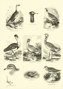 Side fra The Pictorial Museum of Animated Nature