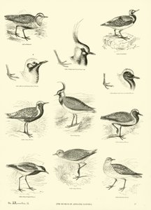 Side fra The Pictorial Museum of Animated Nature