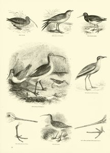 Side fra The Pictorial Museum of Animated Nature