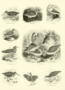 Side fra The Pictorial Museum of Animated Nature