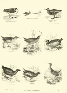 Side fra The Pictorial Museum of Animated Nature