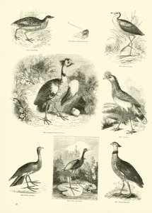 Side fra The Pictorial Museum of Animated Nature