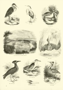 Side fra The Pictorial Museum of Animated Nature