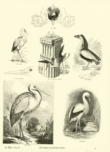 Side fra The Pictorial Museum of Animated Nature