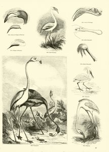 Side fra The Pictorial Museum of Animated Nature