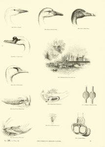 Side fra The Pictorial Museum of Animated Nature