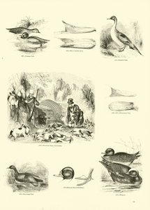 Side fra The Pictorial Museum of Animated Nature