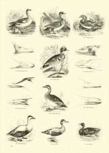 Side fra The Pictorial Museum of Animated Nature