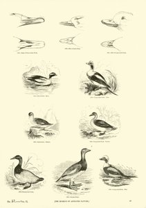 Side fra The Pictorial Museum of Animated Nature