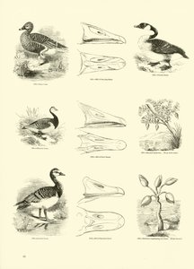 Side fra The Pictorial Museum of Animated Nature av English School