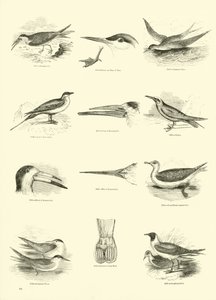 Side fra The Pictorial Museum of Animated Nature